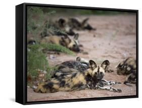 African Wild Dog, Lycaon Pictus, Venetia Limpopo Nature Reserve, South Africa, Africa-Steve & Ann Toon-Framed Stretched Canvas