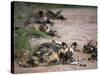 African Wild Dog, Lycaon Pictus, Venetia Limpopo Nature Reserve, South Africa, Africa-Steve & Ann Toon-Stretched Canvas