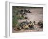 African Wild Dog, Lycaon Pictus, Venetia Limpopo Nature Reserve, South Africa, Africa-Steve & Ann Toon-Framed Photographic Print