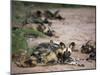 African Wild Dog, Lycaon Pictus, Venetia Limpopo Nature Reserve, South Africa, Africa-Steve & Ann Toon-Mounted Photographic Print