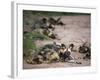 African Wild Dog, Lycaon Pictus, Venetia Limpopo Nature Reserve, South Africa, Africa-Steve & Ann Toon-Framed Photographic Print