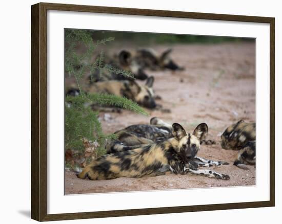 African Wild Dog, Lycaon Pictus, Venetia Limpopo Nature Reserve, South Africa, Africa-Steve & Ann Toon-Framed Photographic Print