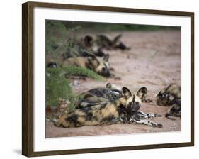 African Wild Dog, Lycaon Pictus, Venetia Limpopo Nature Reserve, South Africa, Africa-Steve & Ann Toon-Framed Photographic Print