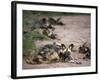 African Wild Dog, Lycaon Pictus, Venetia Limpopo Nature Reserve, South Africa, Africa-Steve & Ann Toon-Framed Photographic Print