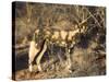 African Wild Dog, Lycaon Pictus, Venetia Limpopo Nature Reserve, South Africa, Africa-Steve & Ann Toon-Stretched Canvas