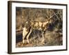 African Wild Dog, Lycaon Pictus, Venetia Limpopo Nature Reserve, South Africa, Africa-Steve & Ann Toon-Framed Photographic Print