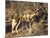 African Wild Dog, Lycaon Pictus, Venetia Limpopo Nature Reserve, South Africa, Africa-Steve & Ann Toon-Mounted Photographic Print