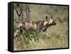 African Wild Dog, Lycaon Pictus, Venetia Limpopo Nature Reserve, South Africa, Africa-Steve & Ann Toon-Framed Stretched Canvas