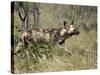 African Wild Dog, Lycaon Pictus, Venetia Limpopo Nature Reserve, South Africa, Africa-Steve & Ann Toon-Stretched Canvas