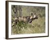 African Wild Dog, Lycaon Pictus, Venetia Limpopo Nature Reserve, South Africa, Africa-Steve & Ann Toon-Framed Photographic Print