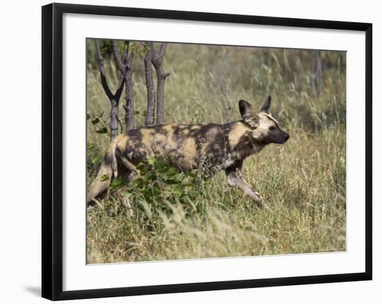 African Wild Dog, Lycaon Pictus, Venetia Limpopo Nature Reserve, South Africa, Africa-Steve & Ann Toon-Framed Photographic Print