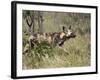 African Wild Dog, Lycaon Pictus, Venetia Limpopo Nature Reserve, South Africa, Africa-Steve & Ann Toon-Framed Photographic Print