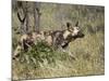 African Wild Dog, Lycaon Pictus, Venetia Limpopo Nature Reserve, South Africa, Africa-Steve & Ann Toon-Mounted Photographic Print