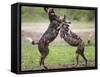 African wild dog, male and female play fighting. Mana Pools National Park, Zimbabwe-Tony Heald-Framed Stretched Canvas