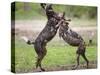 African wild dog, male and female play fighting. Mana Pools National Park, Zimbabwe-Tony Heald-Stretched Canvas