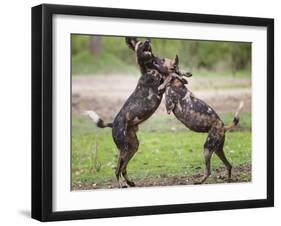 African wild dog, male and female play fighting. Mana Pools National Park, Zimbabwe-Tony Heald-Framed Photographic Print