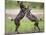 African wild dog, male and female play fighting. Mana Pools National Park, Zimbabwe-Tony Heald-Mounted Photographic Print