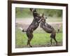 African wild dog, male and female play fighting. Mana Pools National Park, Zimbabwe-Tony Heald-Framed Photographic Print