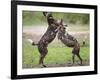 African wild dog, male and female play fighting. Mana Pools National Park, Zimbabwe-Tony Heald-Framed Photographic Print