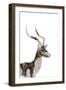 African Wild Dog - Male Impala-James Hager-Framed Photographic Print