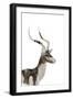 African Wild Dog - Male Impala-James Hager-Framed Photographic Print