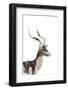 African Wild Dog - Male Impala-James Hager-Framed Photographic Print