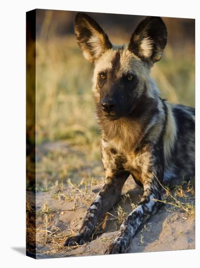 African Wild Dog, Moremi Wildlife Reserve, Botswana-Tony Heald-Stretched Canvas