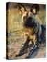 African Wild Dog, Moremi Wildlife Reserve, Botswana-Tony Heald-Stretched Canvas