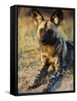 African Wild Dog, Moremi Wildlife Reserve, Botswana-Tony Heald-Framed Stretched Canvas