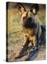 African Wild Dog, Moremi Wildlife Reserve, Botswana-Tony Heald-Stretched Canvas