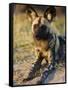 African Wild Dog, Moremi Wildlife Reserve, Botswana-Tony Heald-Framed Stretched Canvas