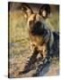 African Wild Dog, Moremi Wildlife Reserve, Botswana-Tony Heald-Stretched Canvas