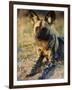 African Wild Dog, Moremi Wildlife Reserve, Botswana-Tony Heald-Framed Premium Photographic Print