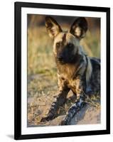African Wild Dog, Moremi Wildlife Reserve, Botswana-Tony Heald-Framed Premium Photographic Print