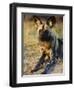 African Wild Dog, Moremi Wildlife Reserve, Botswana-Tony Heald-Framed Premium Photographic Print