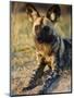 African Wild Dog, Moremi Wildlife Reserve, Botswana-Tony Heald-Mounted Premium Photographic Print