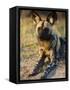 African Wild Dog, Moremi Wildlife Reserve, Botswana-Tony Heald-Framed Stretched Canvas