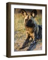 African Wild Dog, Moremi Wildlife Reserve, Botswana-Tony Heald-Framed Photographic Print
