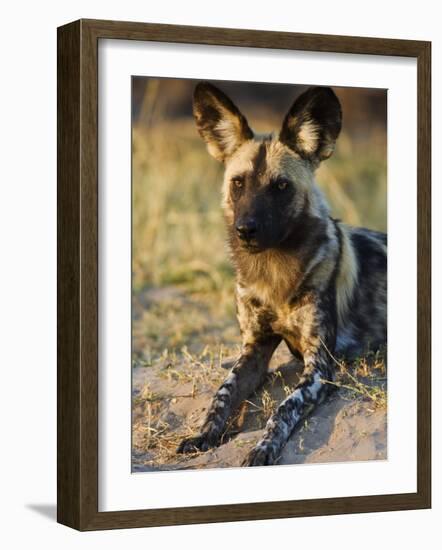 African Wild Dog, Moremi Wildlife Reserve, Botswana-Tony Heald-Framed Photographic Print