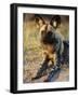 African Wild Dog, Moremi Wildlife Reserve, Botswana-Tony Heald-Framed Photographic Print