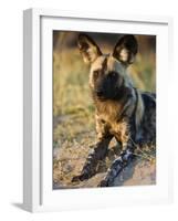 African Wild Dog, Moremi Wildlife Reserve, Botswana-Tony Heald-Framed Photographic Print