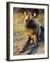 African Wild Dog, Moremi Wildlife Reserve, Botswana-Tony Heald-Framed Photographic Print