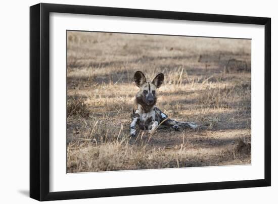 African Wild Dog (Painted Dog) (African Hunting Dog) (Lycaon Pictus), Zambia, Africa-Janette Hill-Framed Premium Photographic Print