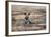 African Wild Dog (Painted Dog) (African Hunting Dog) (Lycaon Pictus), Zambia, Africa-Janette Hill-Framed Photographic Print