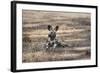 African Wild Dog (Painted Dog) (African Hunting Dog) (Lycaon Pictus), Zambia, Africa-Janette Hill-Framed Photographic Print