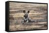 African Wild Dog (Painted Dog) (African Hunting Dog) (Lycaon Pictus), Zambia, Africa-Janette Hill-Framed Stretched Canvas