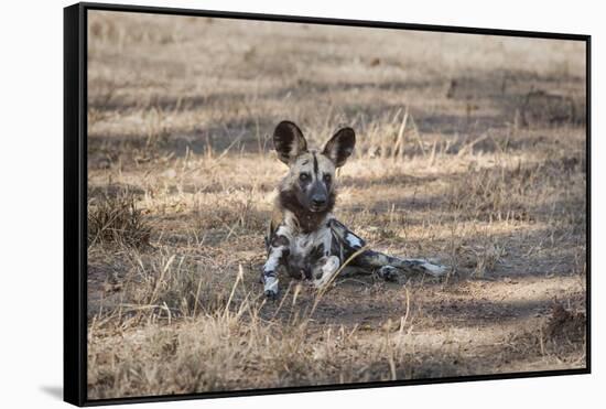 African Wild Dog (Painted Dog) (African Hunting Dog) (Lycaon Pictus), Zambia, Africa-Janette Hill-Framed Stretched Canvas