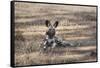 African Wild Dog (Painted Dog) (African Hunting Dog) (Lycaon Pictus), Zambia, Africa-Janette Hill-Framed Stretched Canvas