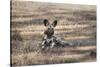 African Wild Dog (Painted Dog) (African Hunting Dog) (Lycaon Pictus), Zambia, Africa-Janette Hill-Stretched Canvas