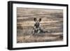 African Wild Dog (Painted Dog) (African Hunting Dog) (Lycaon Pictus), Zambia, Africa-Janette Hill-Framed Photographic Print